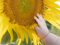 Child chubby hand, five months, is touching a yellow sunflower flower, close-up Royalty Free Stock Photo