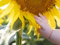 Child chubby hand, five months, is touching a yellow sunflower flower, close-up Royalty Free Stock Photo