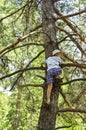 A child climbed on a pine-tree in-field. Royalty Free Stock Photo