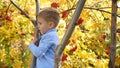 The child climbed a tree. He plays with Rowan berries and yellow leaves. Bright autumn Sunny day. Outdoor entertainment Royalty Free Stock Photo