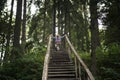 Child climbs an old wooden ladder