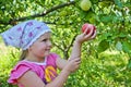 The child collects apples