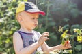 A child collects raspberries from a bush