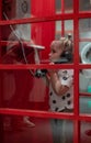 Child cute little girl in a red traditional phone booth. The little girl holds the handset of an old telephone in her Royalty Free Stock Photo