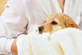 A child with a cute puppy. Girl with a golden hovawart puppy at home. cute little guard puppy Royalty Free Stock Photo