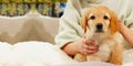 A child with a cute puppy. Girl with a golden hovawart puppy at home. cute little guard puppy Royalty Free Stock Photo