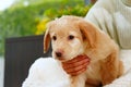 A child with a cute puppy. Girl with a golden hovawart puppy at home. cute little guard puppy Royalty Free Stock Photo