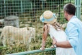 child and dad standing in zoo and looking at lion in cage. Royalty Free Stock Photo