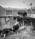 Child and Dog playing fetch