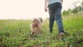 child and dog walking in the park. happy family pet kid dream concept. dog and child legs close-up walk in nature on the Royalty Free Stock Photo