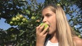 Child Eating Apple, Kid in Orchard, Farmer Girl Studying Fruits in Tree Royalty Free Stock Photo