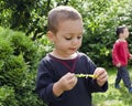 Child eating green peas Royalty Free Stock Photo