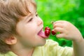 The child eats cherries. Fresh fruit from the garden for children.