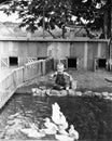 Child at edge of duck pond Royalty Free Stock Photo