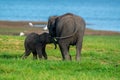 Child elephant being cute with elephant mother.