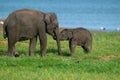 Cute child elephant with his mom Royalty Free Stock Photo