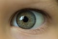 Child eye close up, green iris, gray, ophthalmologist, eyesight