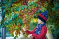 Child on a farm in autumn. Little boy playing in decorative apple tree orchard. Kid pick fruit. Toddler eating fruits at harvest. Royalty Free Stock Photo