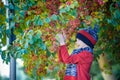 Child on a farm in autumn. Little boy playing in decorative apple tree orchard. Kid pick fruit. Toddler eating fruits at harvest. Royalty Free Stock Photo