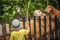 Child farmer feeding sheep in farm