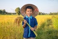 Child farmer is harvesting rice.