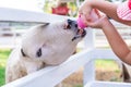 Child feed the goats in the white fence. Children visit the farm. Close up of a baby`s hand holding a plastic bottle feeding the