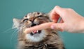 Child feeding a cat with a frankfurter sausage Royalty Free Stock Photo