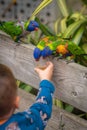 Child feeding Colourful Parrot Rainbow Lorikeets Royalty Free Stock Photo