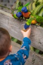 Child feeding Colourful Parrot Rainbow Lorikeets