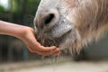 Child feeding donkey close up.