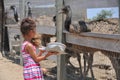 Child feeding Emus at Ostrichland in Solvang California