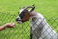 Child feeding a goat Royalty Free Stock Photo