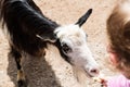 Child feeding goat Royalty Free Stock Photo