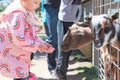 Child feeding goats at the petting zoo Royalty Free Stock Photo