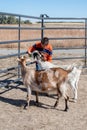 Child feeding goats at a petting zoo Royalty Free Stock Photo