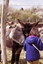 Child feeding group of friendly donkeys through fence, vintage effects