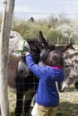 Child feeding a group of donkeys through fence, tree background