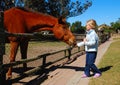 Child feeding horse