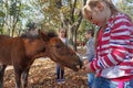 Child feeding horse