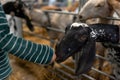 Child feeding a Nubian goat in a farm, animal breeding, farming, livestock. Animal care