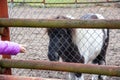 Child feeding pony in mini zoo , Royalty Free Stock Photo