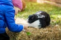 child feeding rabbit with grass at mini zoo Royalty Free Stock Photo
