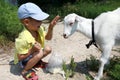 Child feeding white goat