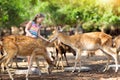 Child feeding wild deer at zoo. Kids feed animals.