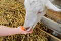 Child feeding young goat with chopped carrot at the farm Royalty Free Stock Photo