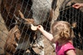 Child feeding zoo animal