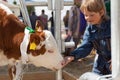 Child feeds brown calf