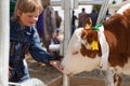 Child feeds brown calf on farm