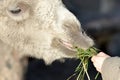 A child feeds a camel with green grass with his hands, a man takes care of animals Royalty Free Stock Photo