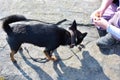 A child feeds a dog for a walk outdoors.